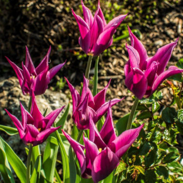 Tulipe